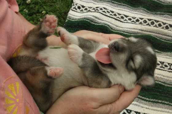 Week Old Wolf-Dog Puppy